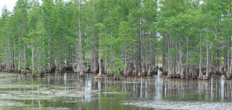 GOP Congress Confirms: DC Swamp Won’t Be Drained