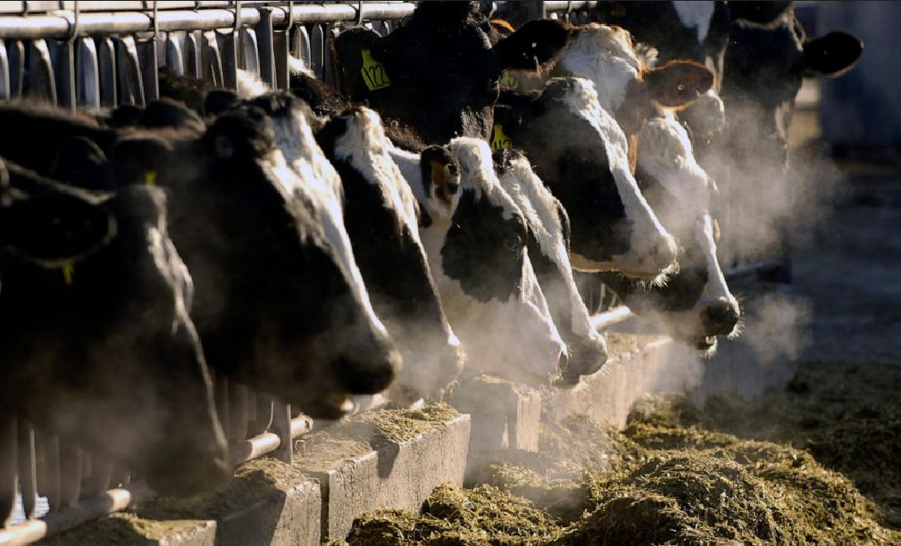 The Case Against Introducing mRNA into Our Food Supply Introduction: Messenger RNA (mRNA)…